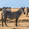 Ngorongoro Crater